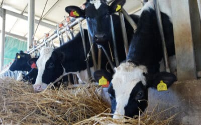 Malta Dairy Products Ltd – Shortage of Milk